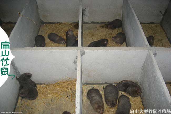 重慶浙江四川大竹鼠養殖基地 80-300對竹鼠種苗價錢便宜