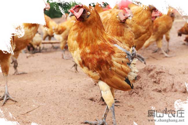 安徽小公雞苗孵化基地 老母雞養殖基地
