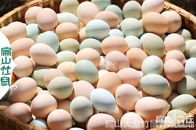 三江土雞蛋孵化基地