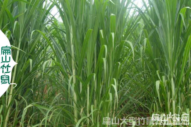 貴州黃竹草種植