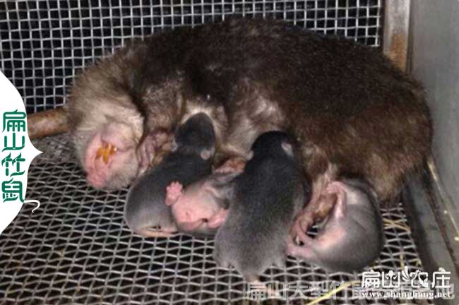 重慶大中竹鼠養殖基地 重慶紅頰的白毛竹鼠苗批發豚鼠98對