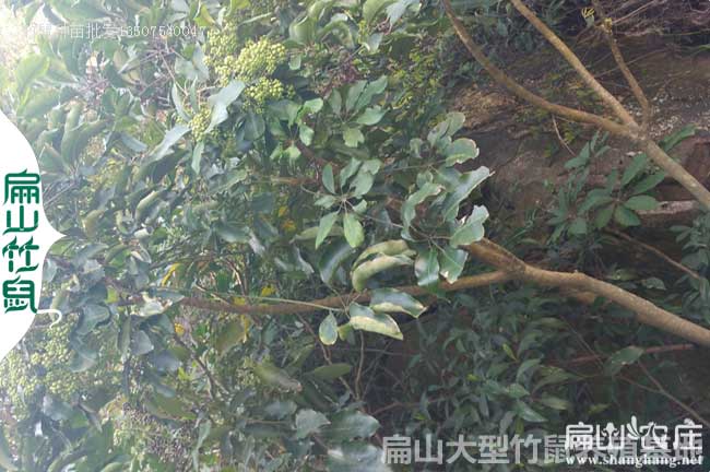 三江鴨腳木種植