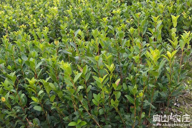 中國廣西岑溪茶油種植基地