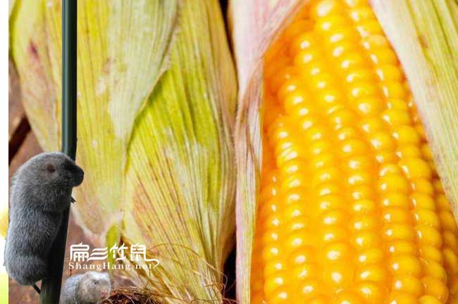 在杭州的竹鼠養殖場公司 商品種苗繁殖基地 電話13507540047