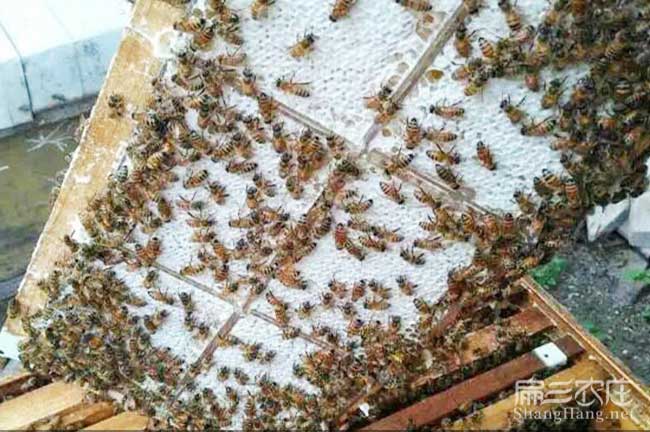 延安咸陽蜜蜂養殖基地￥銅川商洛渭南蜂巢蜜技術培訓