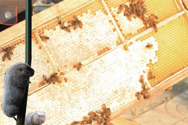 怒江普洱蜂群養殖技術培訓迪慶臨滄蜂巢蜜廠家