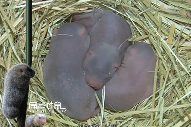 溫州6萬只竹鼠養殖場 臺州大型養殖基地 價格1公3母890元/對