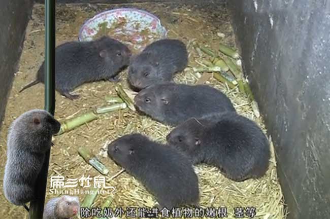 湖南竹鼠養殖基地種苗便宜 2024重慶浙江四川海貍鼠90對