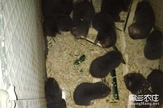 撫州這里有規模竹鼠養殖場 紅頰中華銀星基地 一組1公3母