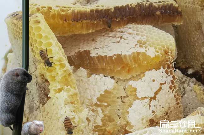 廣東蜜蜂養殖技術培訓