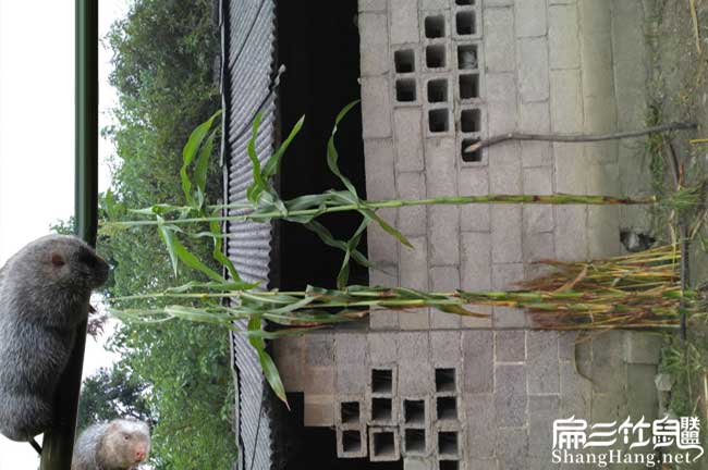 惠州竹鼠養殖基地