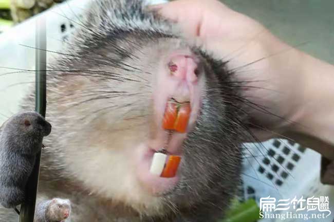 竹鼠白牙齒問題