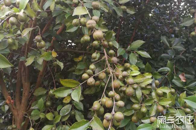湖南高產油茶子樹