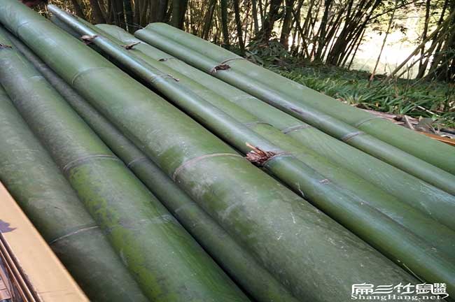 衡陽竹鼠養殖吃什么飼料食物 種苗竹子玉米甘蔗 100種