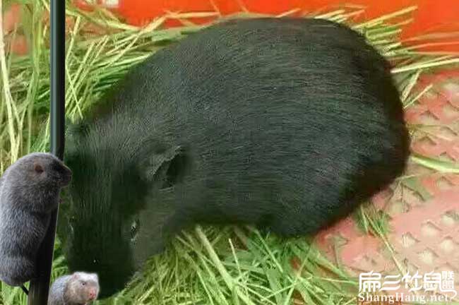 中國黑豚種苗