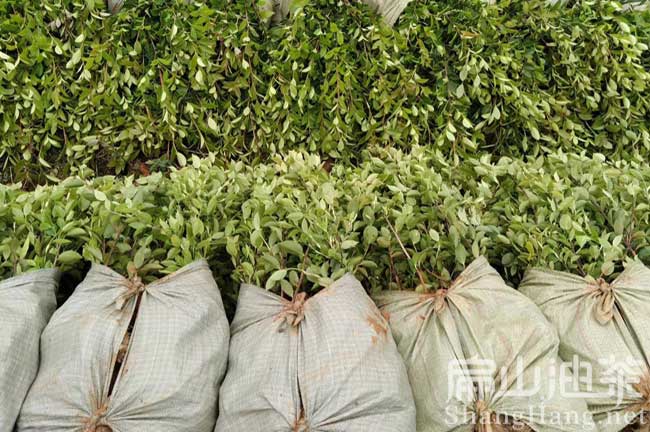 2024油茶種植技術管理 采摘加工整地 修剪施肥 -扁山油茶