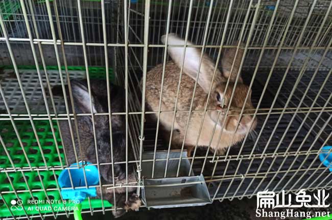 廣東黃毛兔養殖