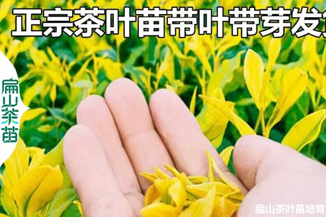 有四川省1年油茶苗南充30CM批發茶葉苗培育 標準化生產基地