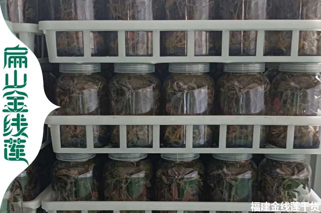 標準化的鶴壁濮陽金線蓮種植基地 紅霞種苗批發價格多少錢一顆