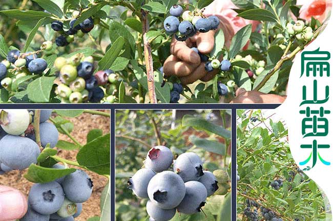 云南藍莓種植