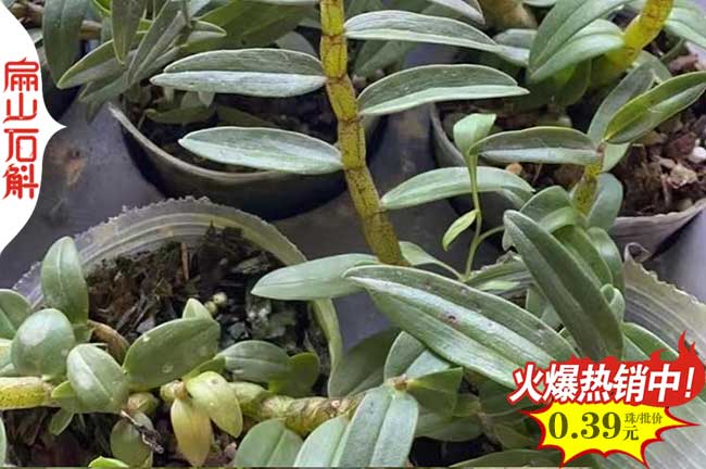 楓斗廣東米斛石斛種苗盆栽 廣西干貨種子批發 食用5-10-20CM