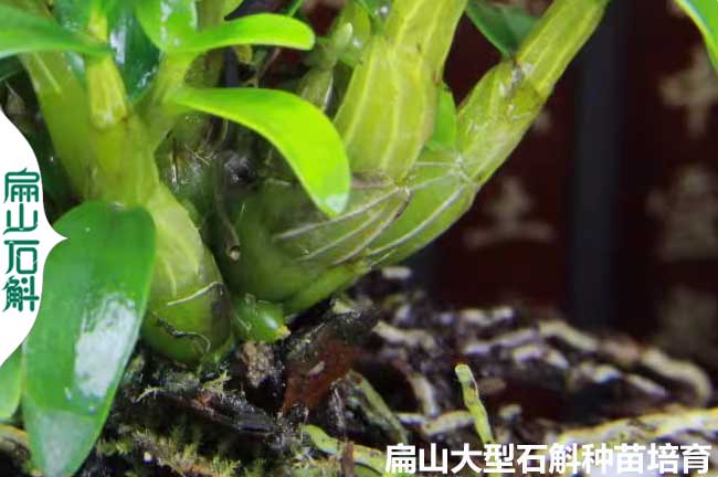微信銅皮石斛T金線蓮種植經驗 B云南貴州地區養殖技術與方法