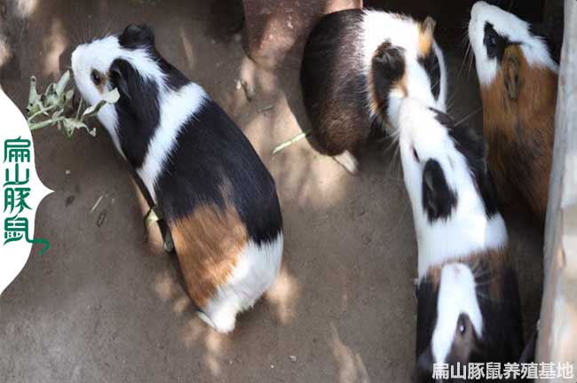 收購豚鼠 回收黑豚 江蘇兔子種苗批發 養殖場6-8兩一只19元