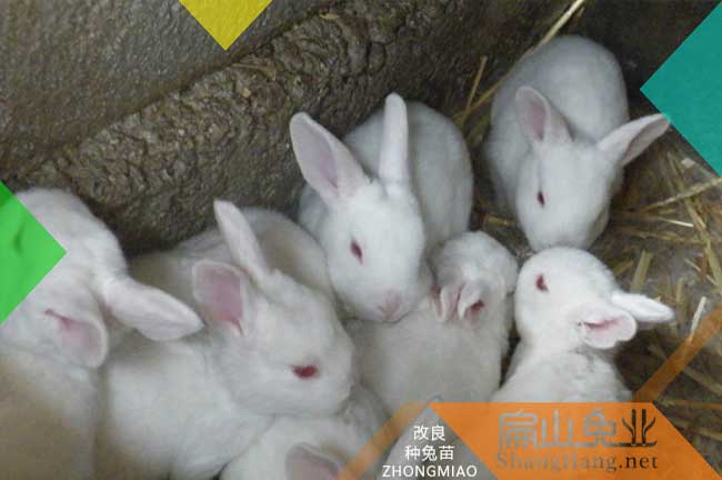 扁山清遠潮州的兔子養殖大型基地 2023標準種兔批發68元/只