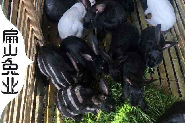 荊門竹鼠恩施豚鼠神農架竹鼠養殖基地 種苗1-3斤一對批發價