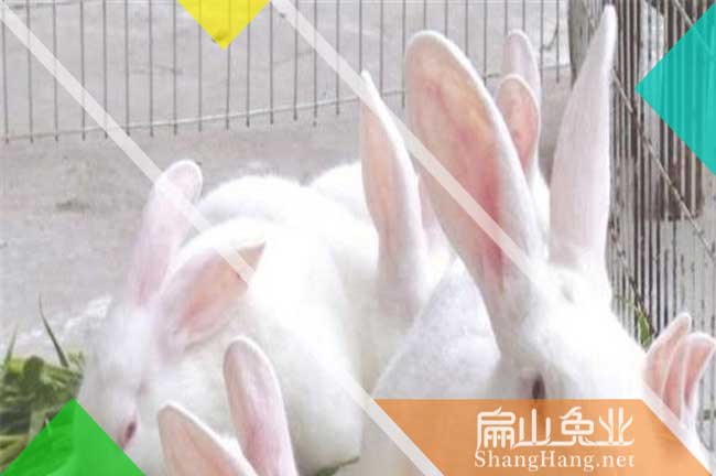 泉州肉兔養殖基地 永春竹鼠養殖場 安溪種兔苗批發價格