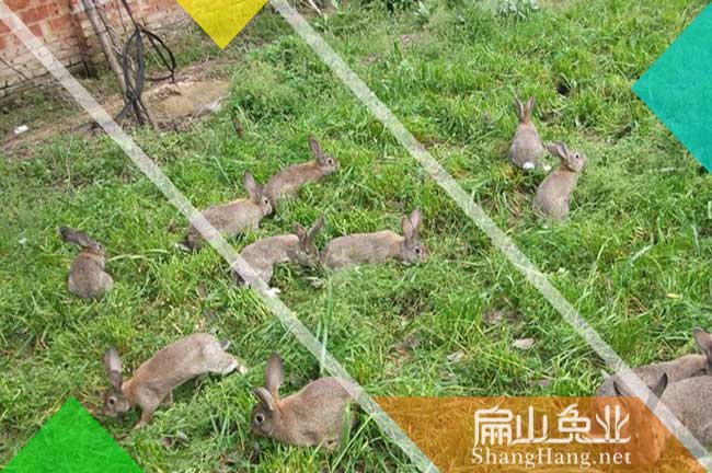賣萍鄉紅眼睛兔子養殖場 萍鄉的公羊兔種苗批發價89元/只