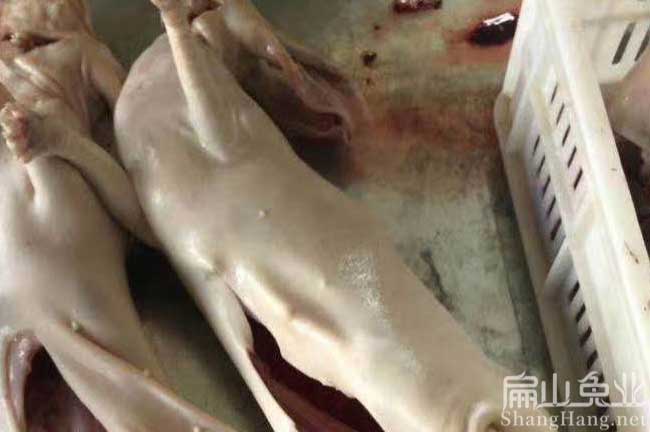 中國大的兔肉加工廠