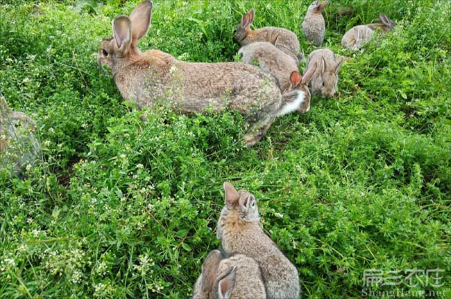 廣東恢兔養殖