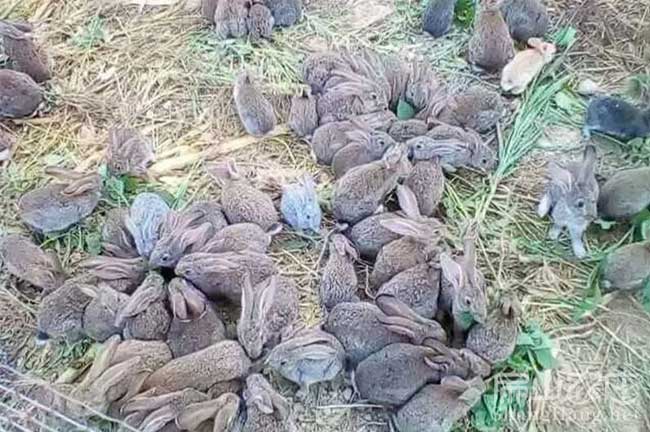 景德鎮散養野兔竹鼠養殖基地 珠山樂平100對竹鼠種苗批發價