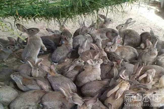 廣東種兔養殖