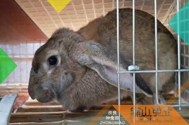 廣東大型惠州公羊兔子梅州黃兔比利時兔子養殖基地68元/只