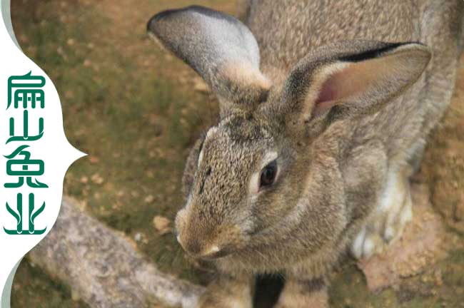 泉州野兔雜交竹鼠養殖兔種苗基地 2024德化永春安溪20-80對