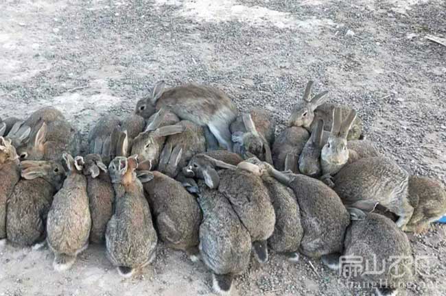 廣州家兔養殖