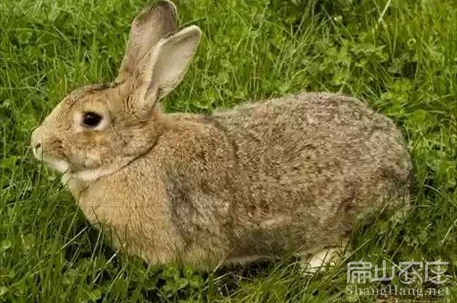 福建黃毛兔種苗
