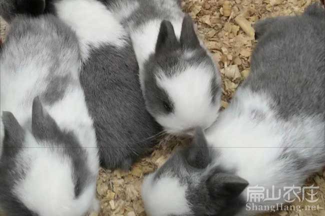 惠州種兔繁殖