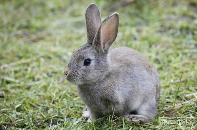 大規模江門汕尾野兔子竹鼠養殖基地 珠海佛山兔種兔苗80對