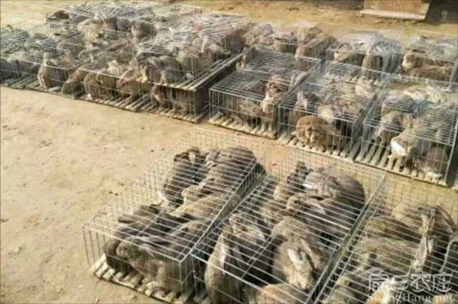 野兔竹鼠苗繁殖場 三明漳州竹鼠養殖南平基地 100-500只