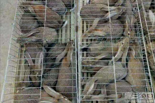 福建規模竹鼠養殖