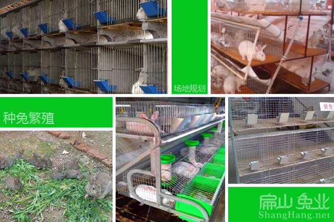 廣東想養殖竹鼠引種兔的100對請進入 揭陽潮州茂名種苗場