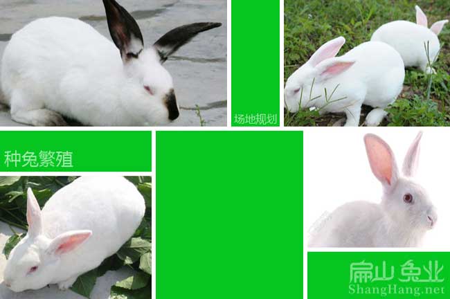 3萬只 福州正規竹鼠養殖種苗基地 2024寧德種兔子繁殖場