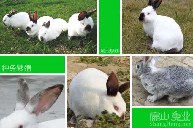 這哪里有賣 紹興兔子養殖場價 紹興養兔基地批發多少錢一只