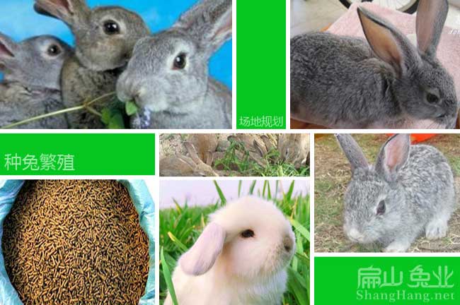 新西蘭種兔繁殖