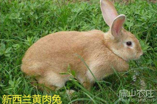 東莞黃兔種苗