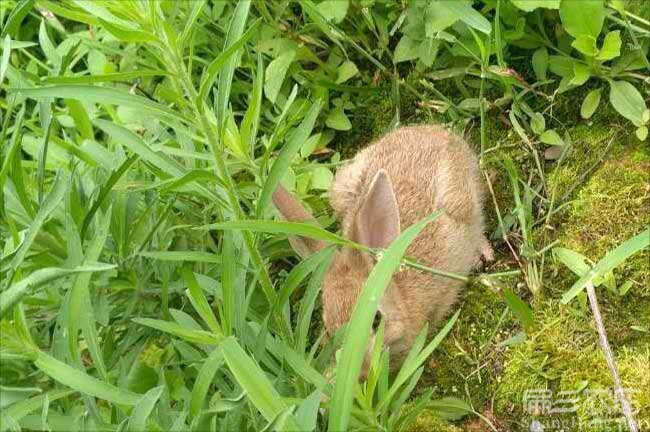 惠州黃毛兔種苗