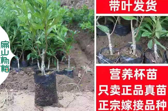 這里有廣東惠州的楊梅苗和油茶苗 1-2-3年批發基地 2元一珠